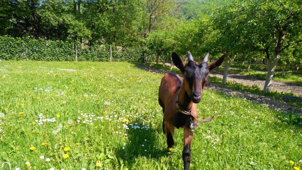 Country House Lozanjska Terasa 게스트하우스 외부 사진